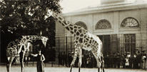 Die Geschichte des Giraffenhauses im Tiergarten Schönbrunn