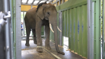 Elefant Kibo unterwegs nach Erfurt