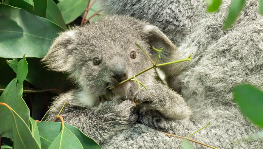 Koala-Nachwuchs heißt Millaa Millaa und hat Beutel verlassen