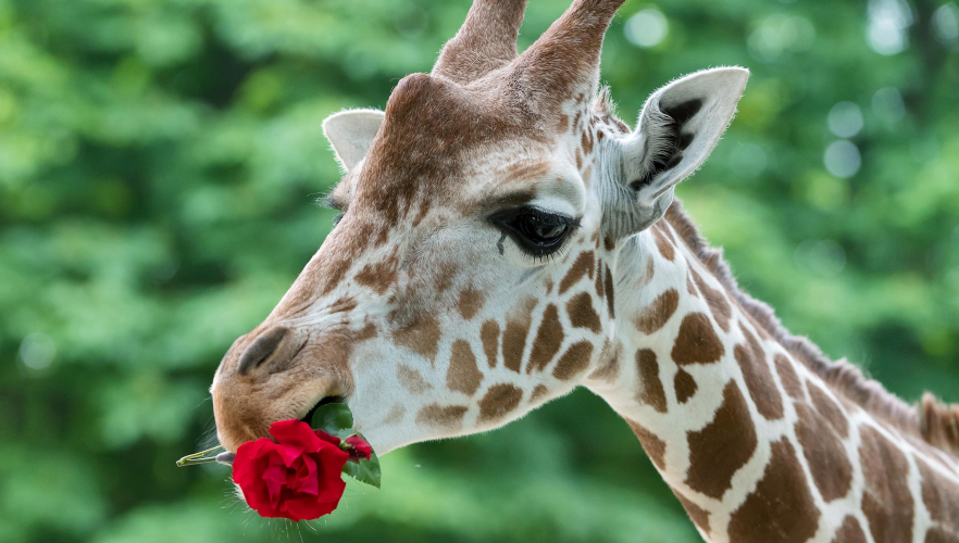 Giraffen fliegen auf Rosen und auf ihre neuen Paten