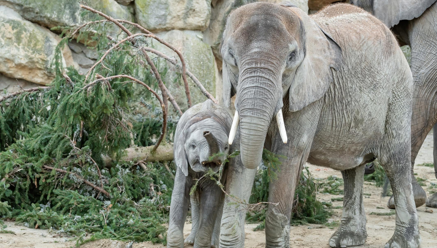 Nadelige Neujahrsüberraschung für Schönbrunner Elefanten
