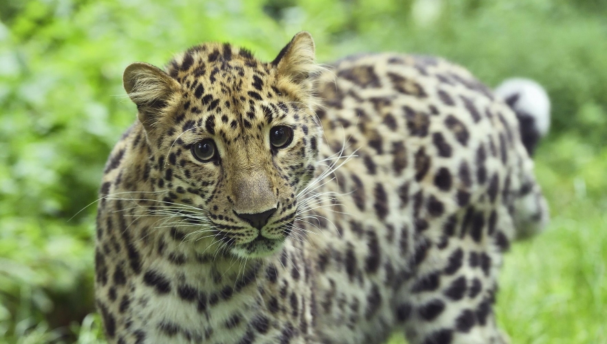 Neuer Leopard eingezogen