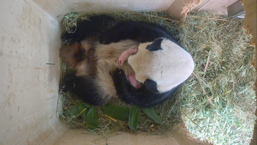 Es sind Panda-Zwillinge!