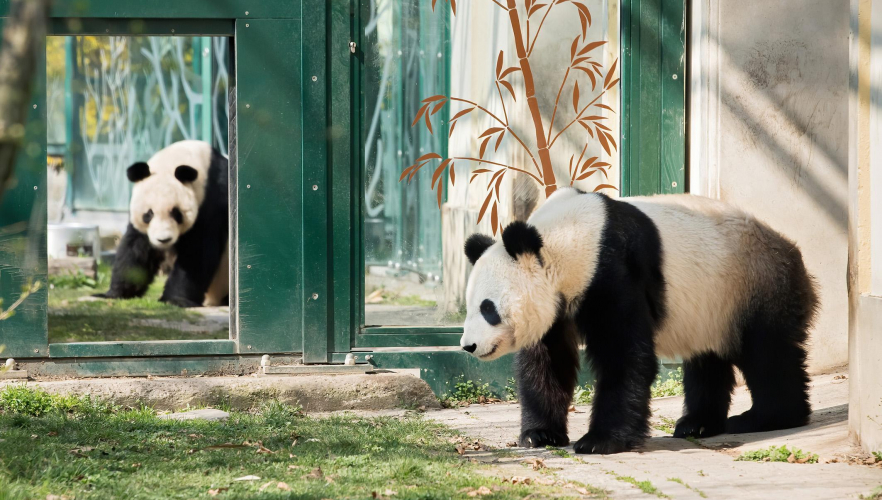 Erste Annäherung bei Großen Pandas in Schönbrunn