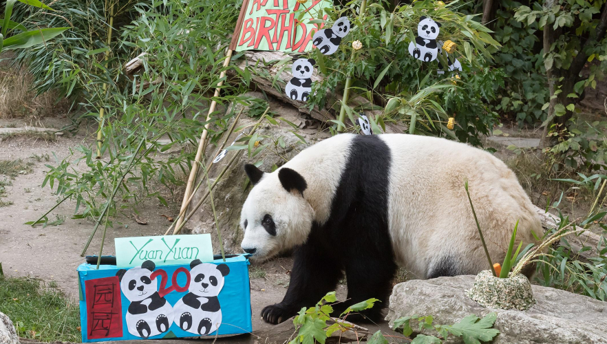 Panda-Männchen Yuan Yuan feiert 20. Geburtstag