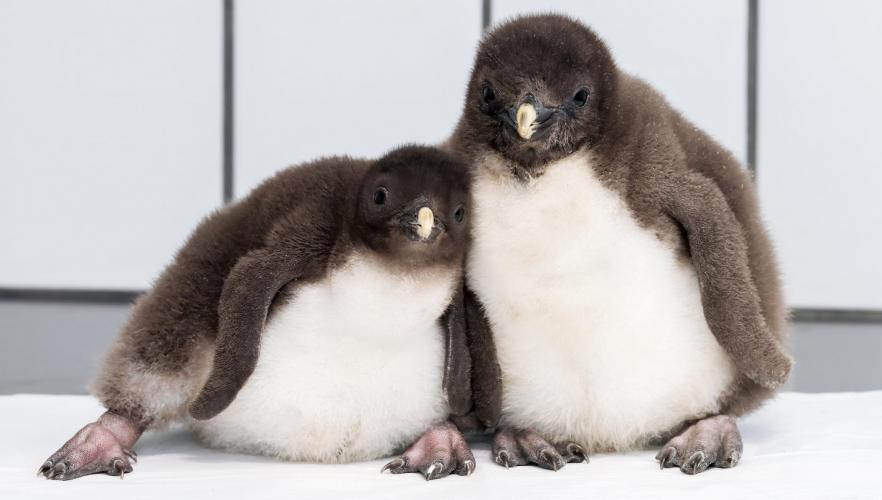 Pinguin-Nachwuchs ab Freitag zu sehen