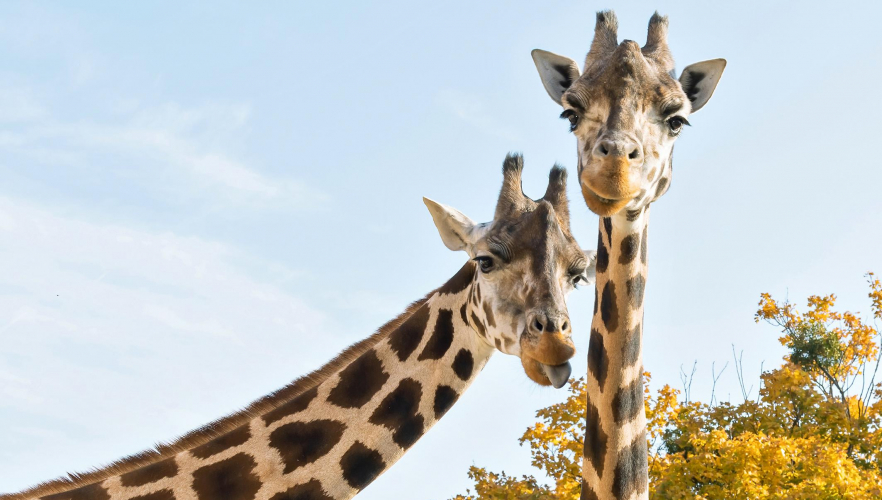 Carla und Rita leben nun im Giraffenpark