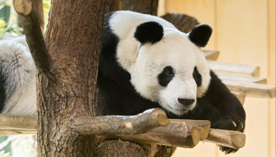 Panda-Männchen Yuan Yuan ist da!