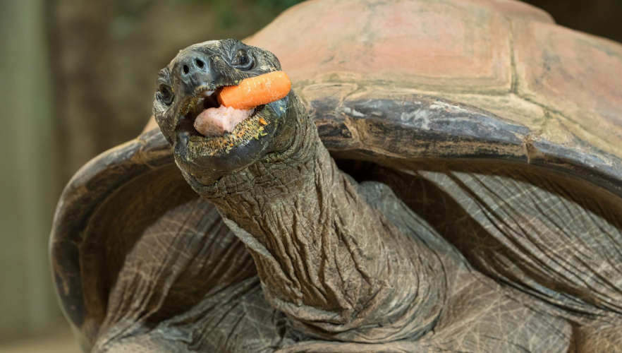 Neue Studie: Riesenschildkröte Schurli ist ein Blitzgneißer