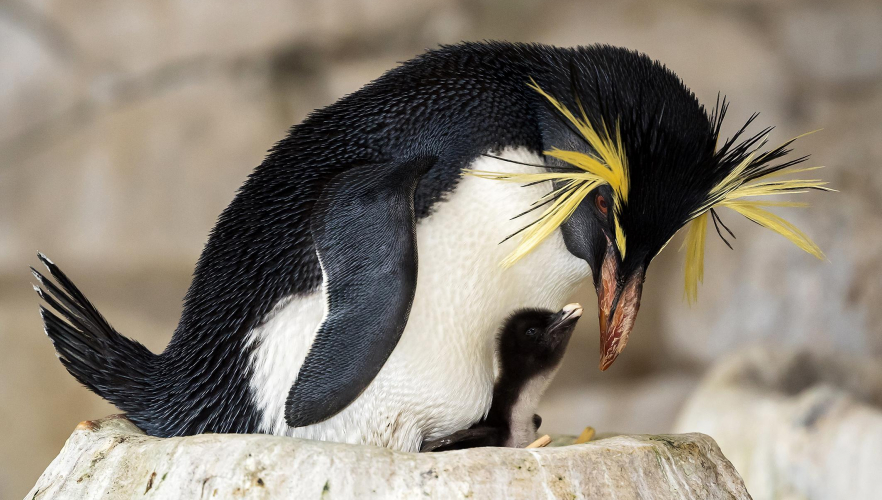 Herzige Pinguin-Küken im Tiergarten Schönbrunn