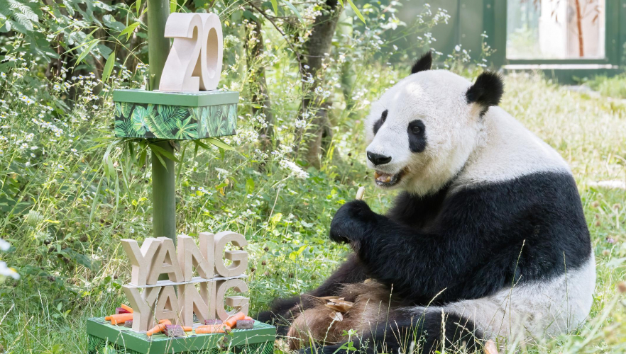 Panda-Weibchen Yang Yang feiert 20. Geburtstag
