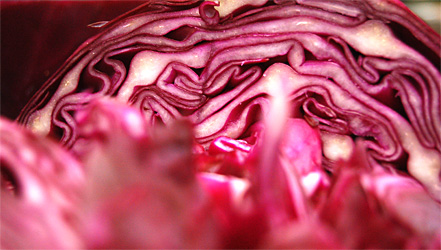 Rotkraut