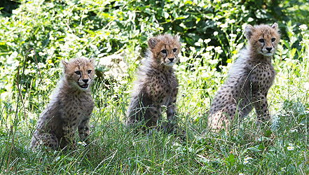 Tiergarten bei Tripadvisor Nummer 8!