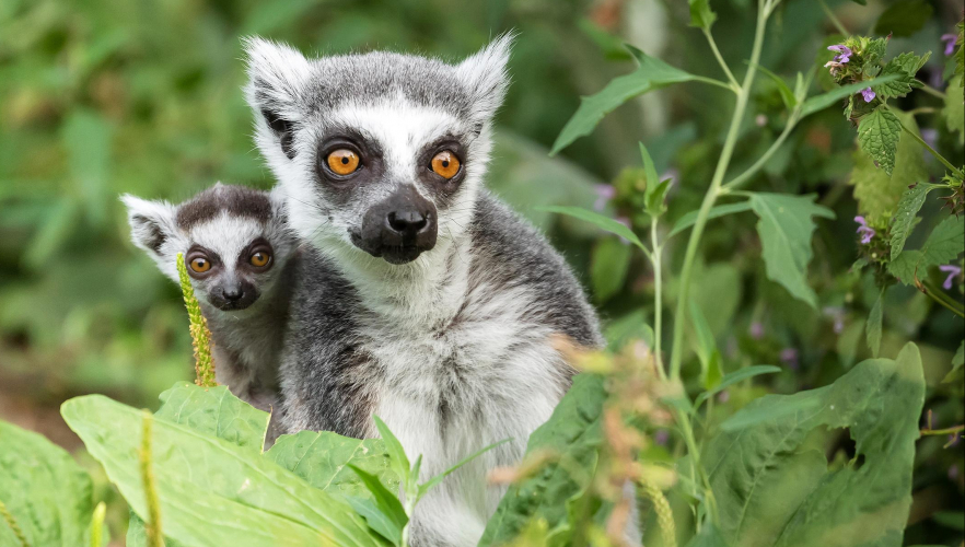 Katta Jungtier im Tiergarten Schönbrunn geboren 1130 Wien Hietzing