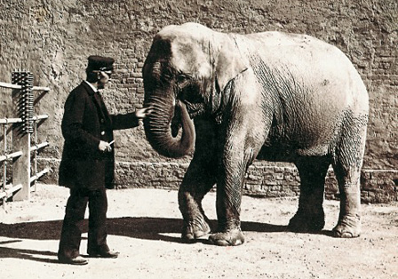 Die Elefanten im Tiergarten Schönbrunn
