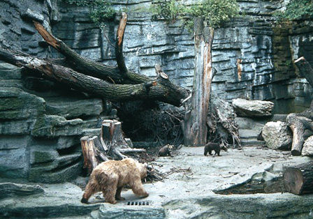 Die Bären im Tiergarten Schönbrunn