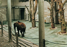 Der Elefantenpark im Tiergarten Schönbrunn