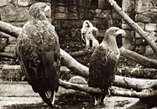 Die Greifvögel im Tiergarten Schönbrunn