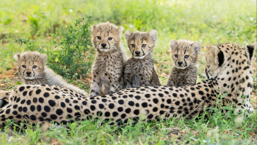 Namen für Geparden-Jungtiere gesucht
