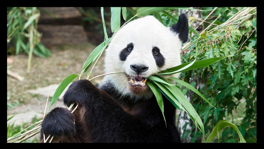 Pandamännchen Long Hui verstorben