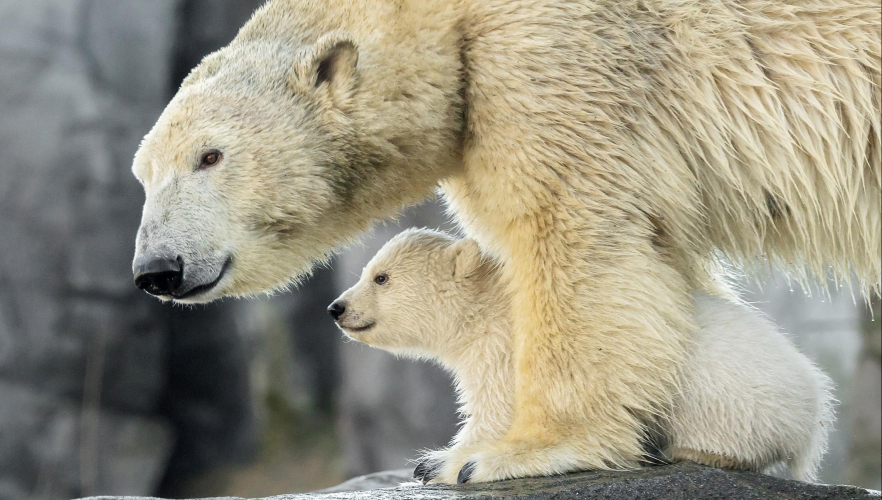 Generalprobe absolviert: Das Eisbären-Jungtier ist zu sehen!