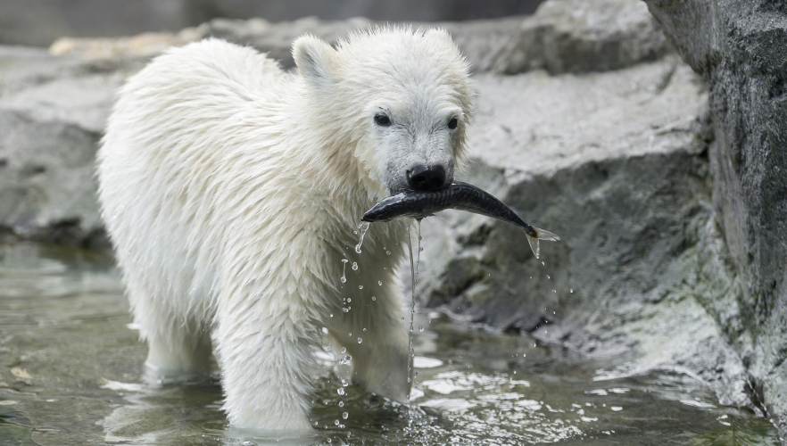 Eisbären-Mädchen Finja angelt sich „dicken Fisch“