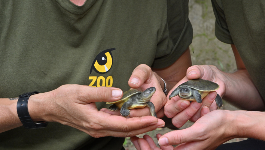 Artenschutzprojekt: Batagur-Flussschildkröte