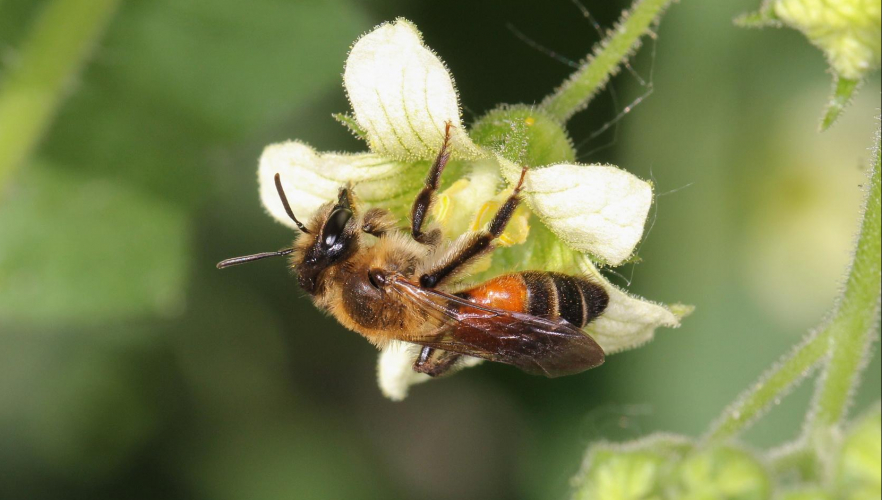 Weltbienentag: Wildbienen im Tiergarten Schönbrunn