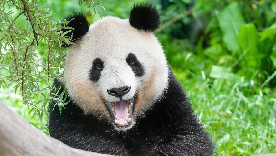 Müde? Von wegen: Warum Panda, Robbe & Co. gähnen