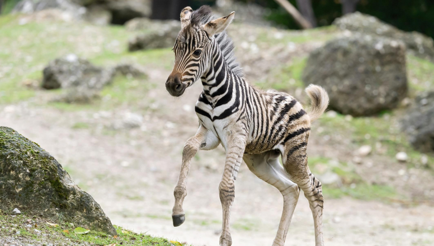 Zebrafohlen im Tiergarten Schönbrunn zur Welt gekommen