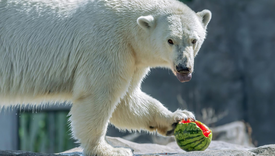 Zootiere feiern Welttag der Wassermelone