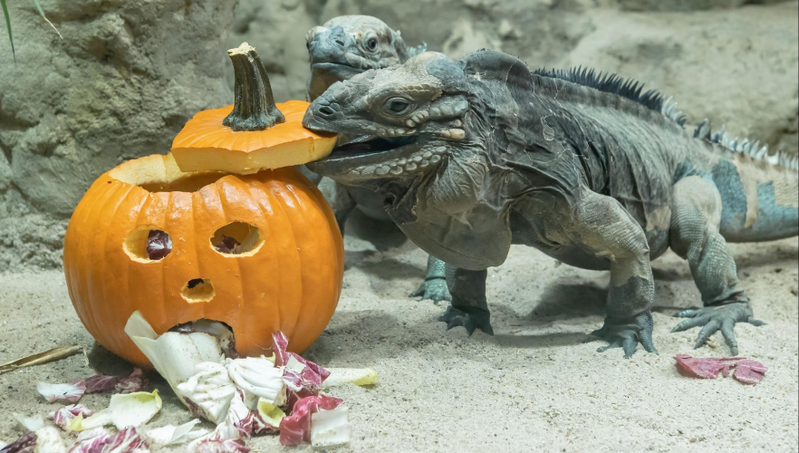 Schauriges Halloween: 20% aller Tierarten vor der Ausrottung 