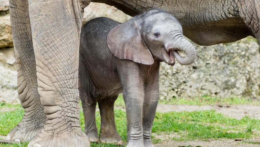 Tiergarten Schönbrunn erwartet Elefanten-Nachwuchs