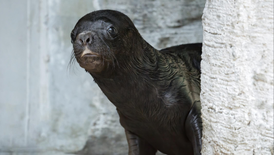 Tiergarten Schönbrunn freut sich über Robben-Nachwuchs 