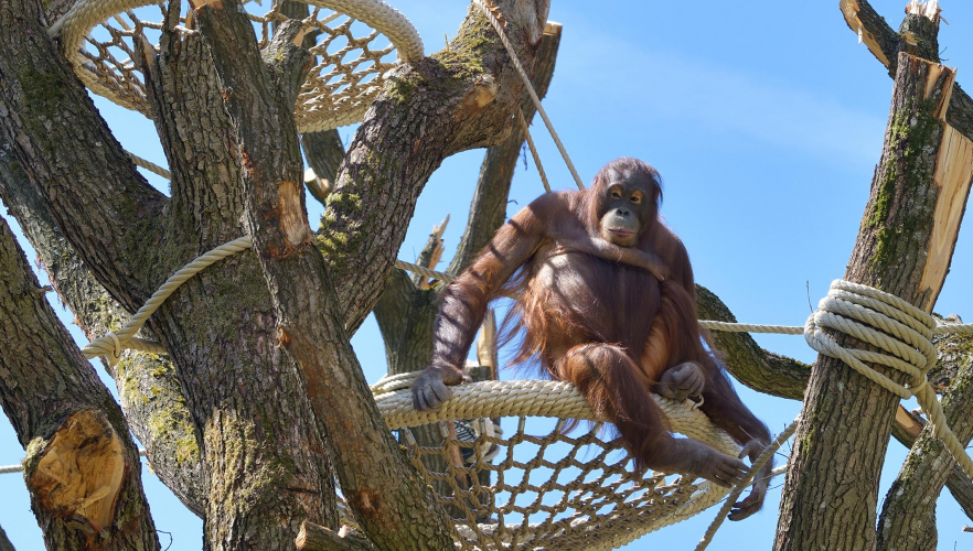 Orang-Utans freuen sich über neues Kletterparadies