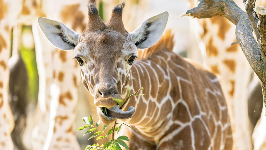 Giraffen-Mädchen Amari wird 6 Monate alt