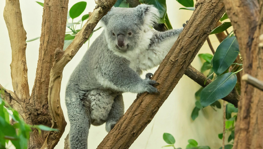 Koala-Nachwuchs im Jubiläumsjahr