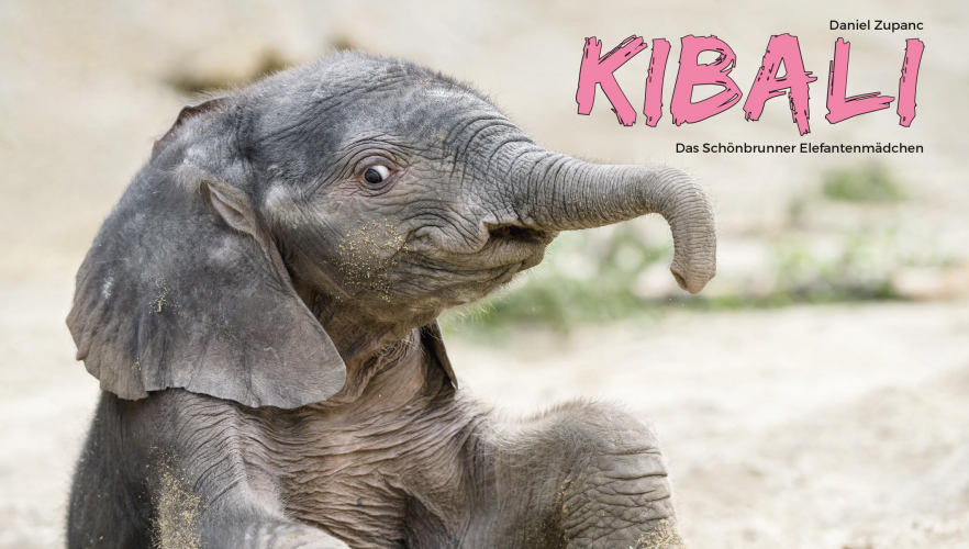Elefantenbaby heißt Kibali und ist Kalenderstar