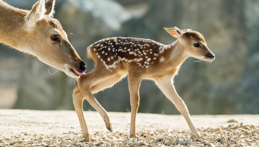 Zwei seltene „Bambis“ geboren 