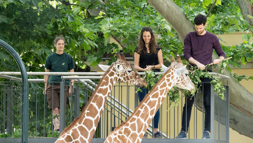Neu: Giraffen füttern im Tiergarten Schönbrunn