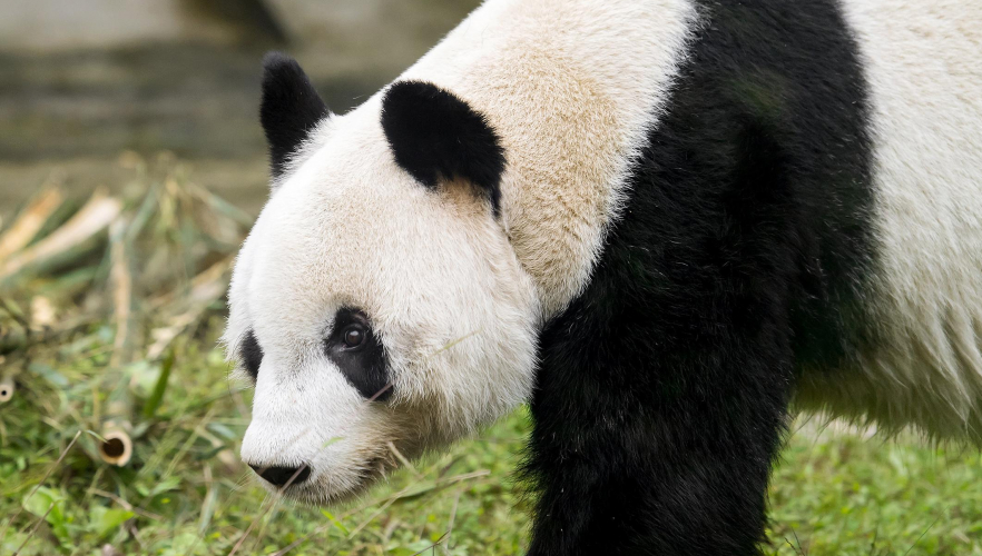 Panda-Männchen Yuan Yuan kommt nach Schönbrunn!